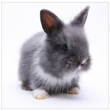 紫灰色 安哥拉兔            规格:1-2个月