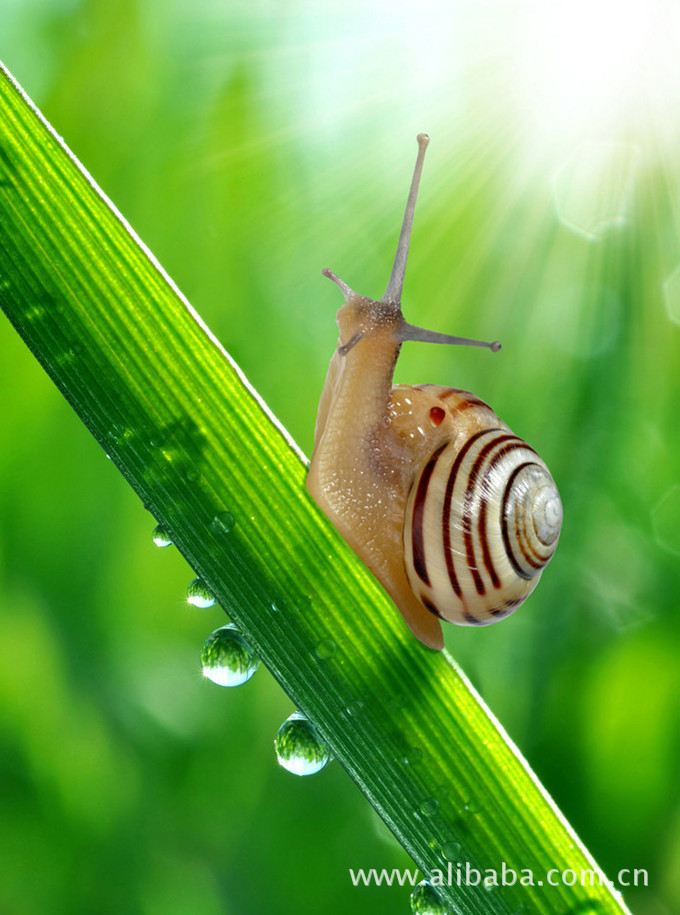 蜗牛霜是一种以蜗牛分泌的萃取粘液为主要成分的天然护肤品.