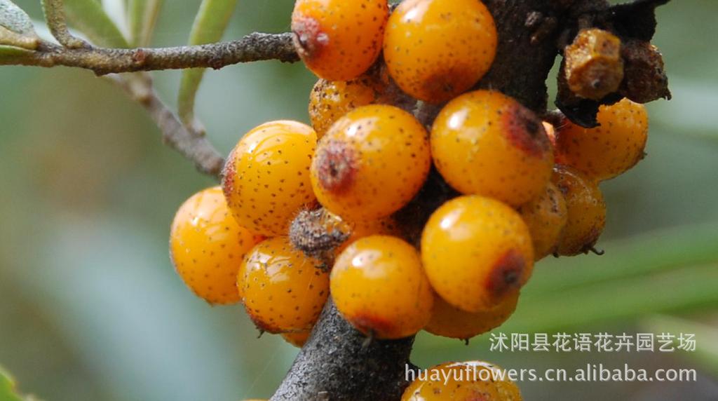 花卉种子批发多少钱