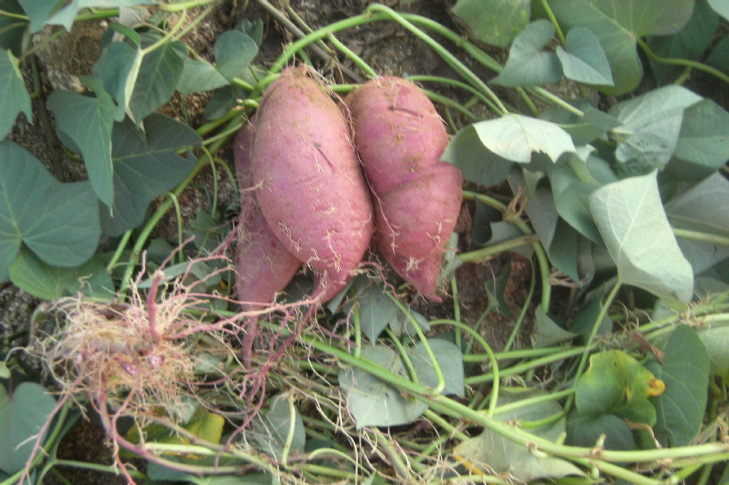 山东泰安供应优质红薯.