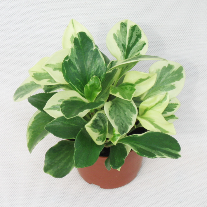 观叶植物小盆栽适合办公室商务环境布置 (a90)金边碧玉