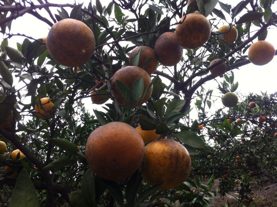 黑金柑橘 黑皮 粗皮 大果 天然 无农药 绿色 新鲜