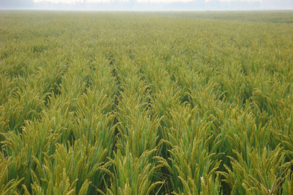 供应农作物种子镇稻99(9424)水稻种子