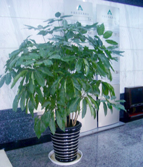 鸭脚木图片_5