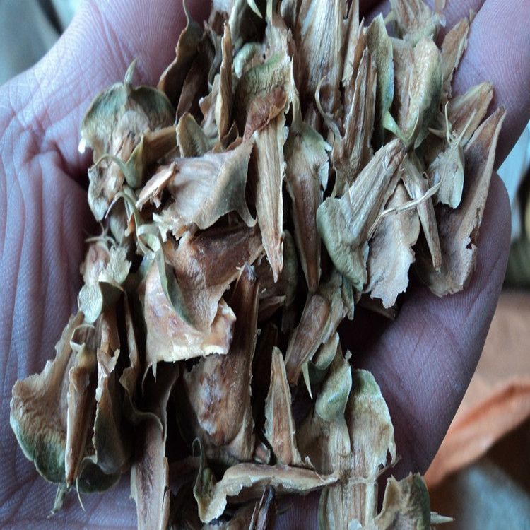 南洋杉 南洋杉种子 种子价格 播种技术 优质景观林木种子供应商