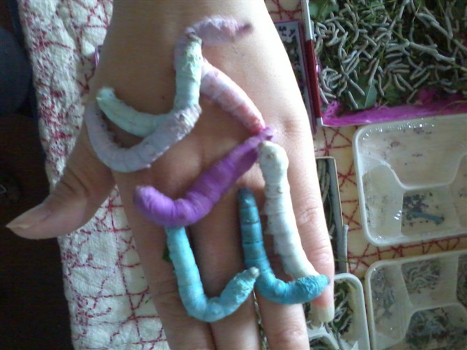 晒晒我以前养的彩蚕宝宝