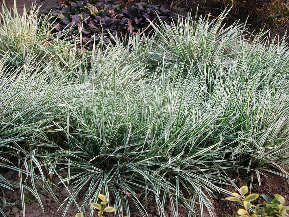 安吉园艺特供 苗农直销 花叶燕麦草苗木特价,欢迎前来选购