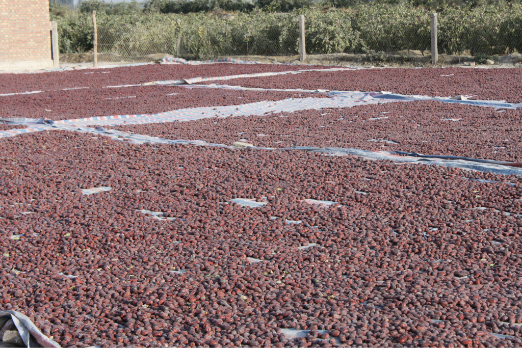 六星级阿克苏枣 红枣批发 1580克礼盒装骏枣 皮薄肉厚核.