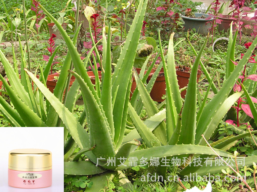 艾霏朵娜代理招商加盟支持政策