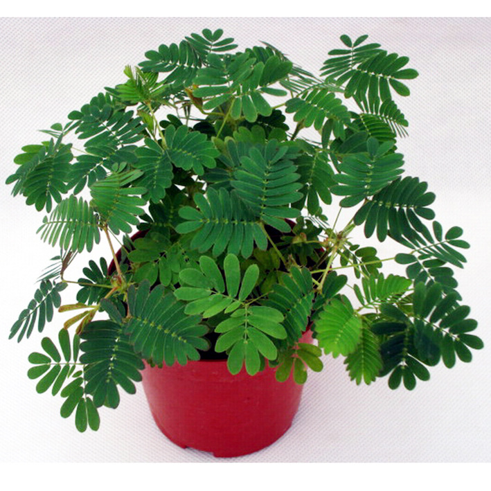 迷你小盆栽粉可爱特色观叶植物(a75)含羞草