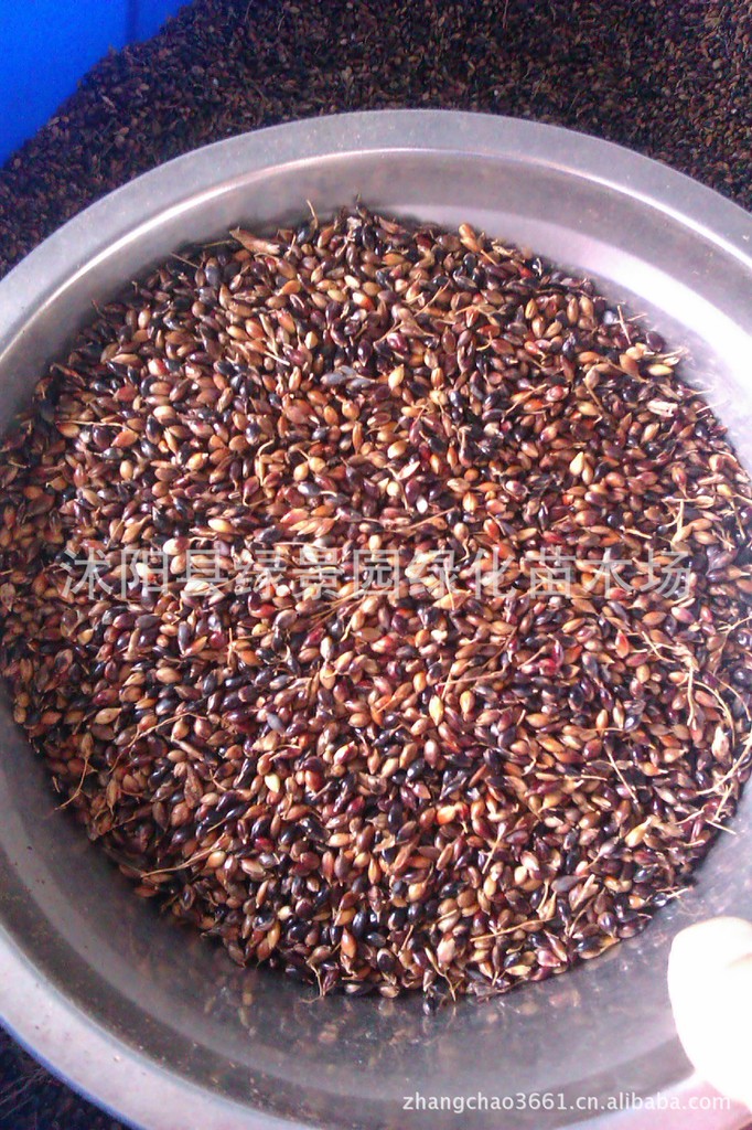 苏丹草种子优质牧草种子养鱼专用种子苏丹草种子苏丹草