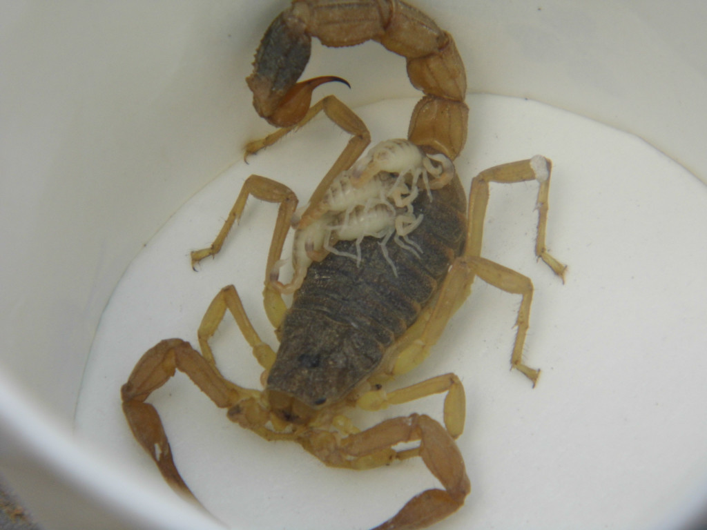 【钳蝎 钳蝎王 优质蝎子 全虫供应国内低价】价格