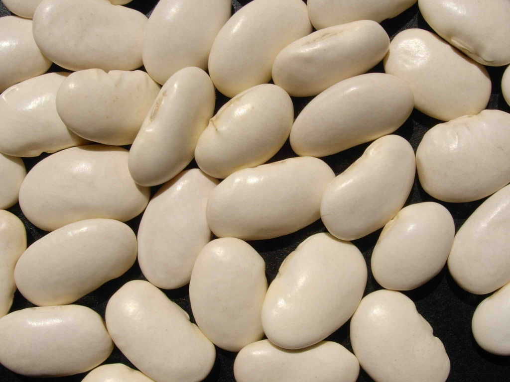 供应大白芸豆 出口级白芸豆 农家特产 精品选装 55粒白芸豆