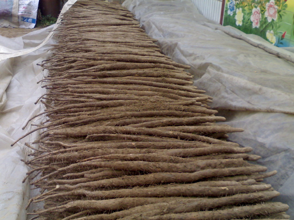 批发出售麻山药 河北蠡县绿参源麻山药种植基地15933950966