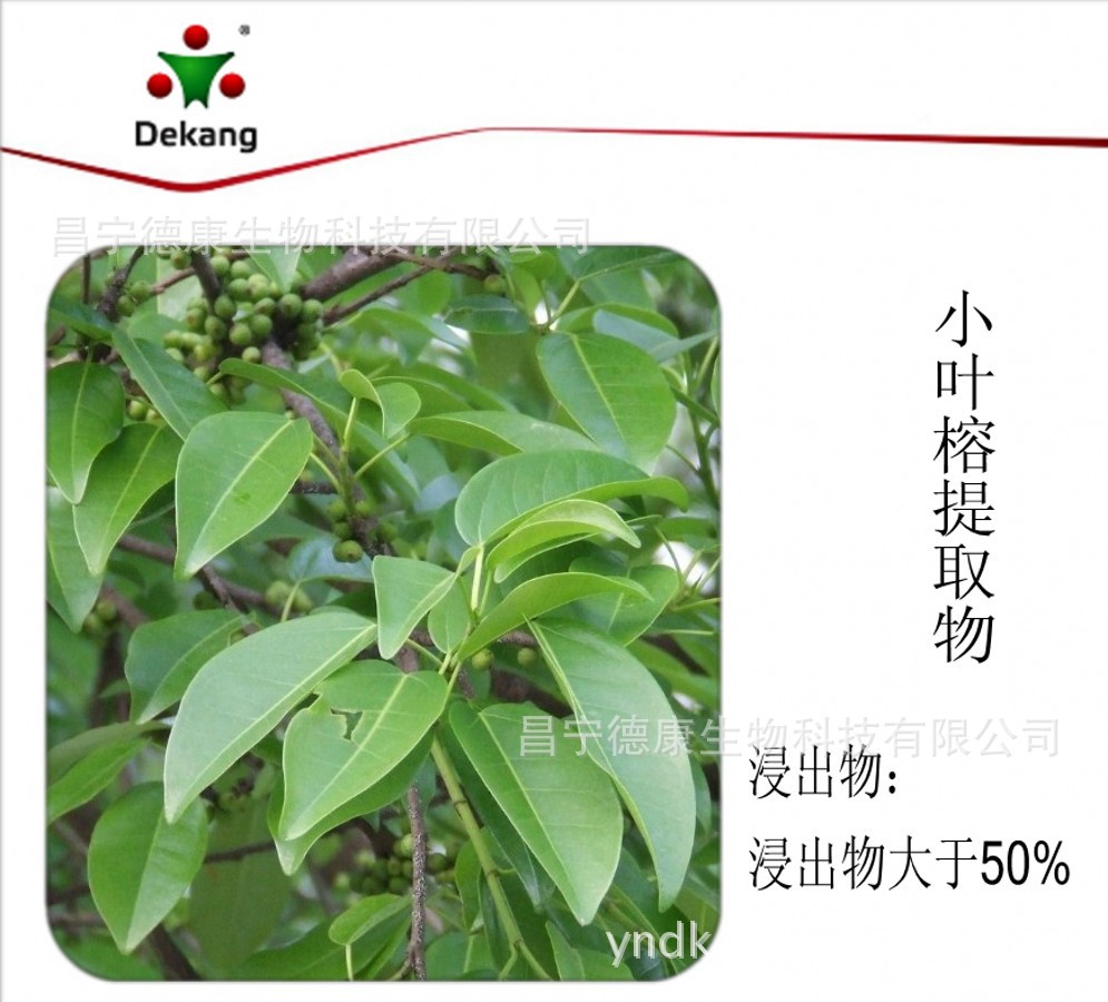 供应优质小叶榕浸膏小叶榕提取物浸出物不小于50