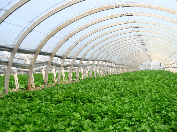 厂家,图片,温室,大棚设施,河南省安阳市晨光农业科技有限公司