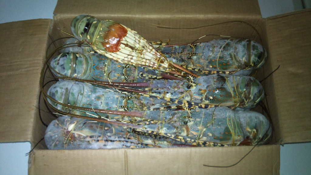 急冻墨西哥红龙虾