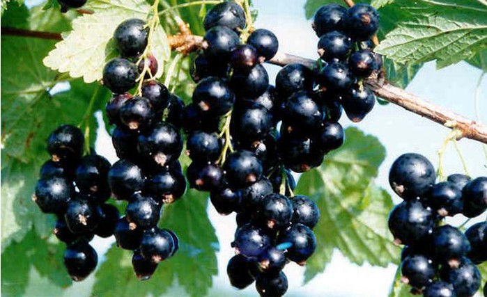 马来西亚蜜饯富达野生黑加仑420g*15罐/箱 进口休闲食品批发