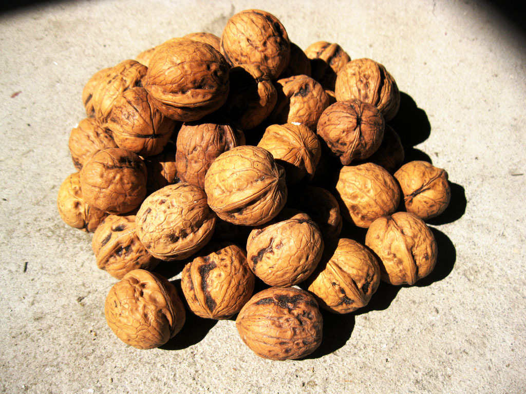 伏牛山特产 核桃 纯天然无污染