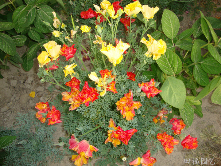 批发供应花卉种子花菱草种子混色盆栽花卉