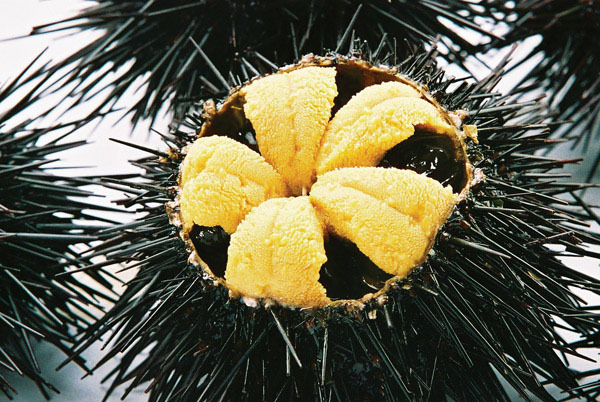 长期批发零售大连紫海胆/黑海胆 专供餐饮