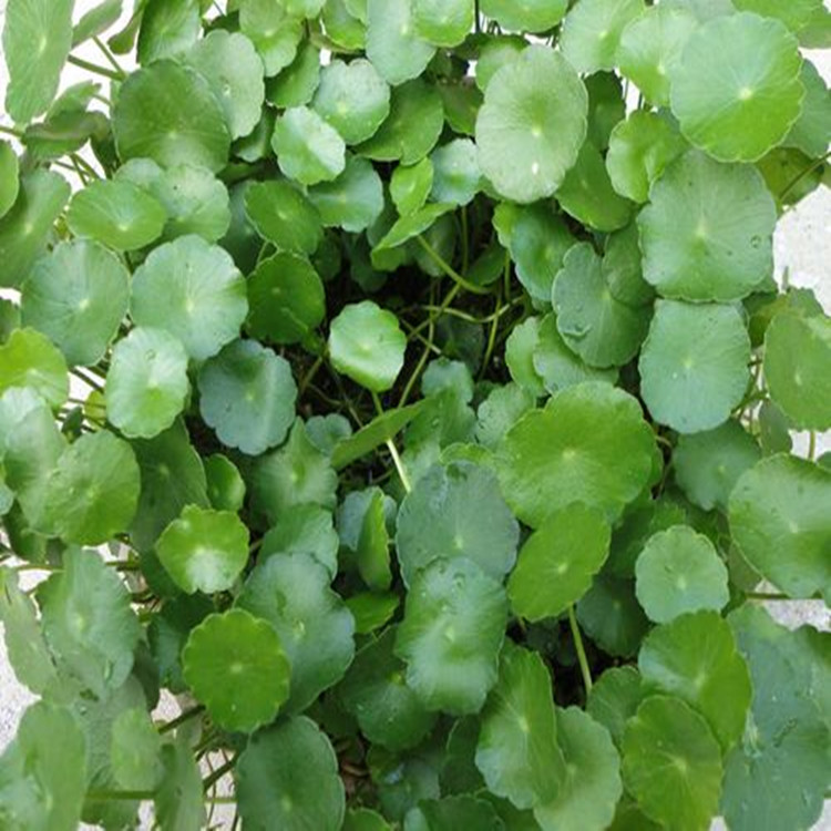 供应香菇草 又叫金钱莲 铜钱草