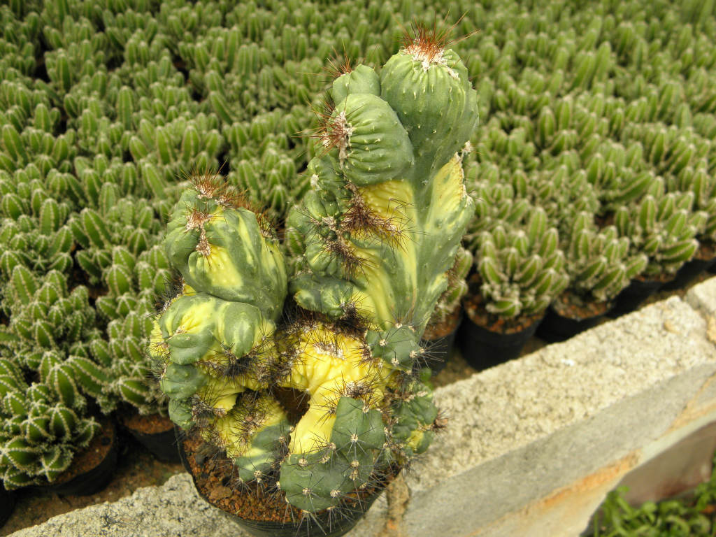 山影锦(b085)图片_2