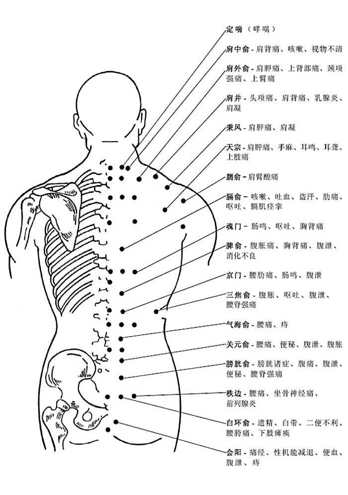 人体背部区域划分图片