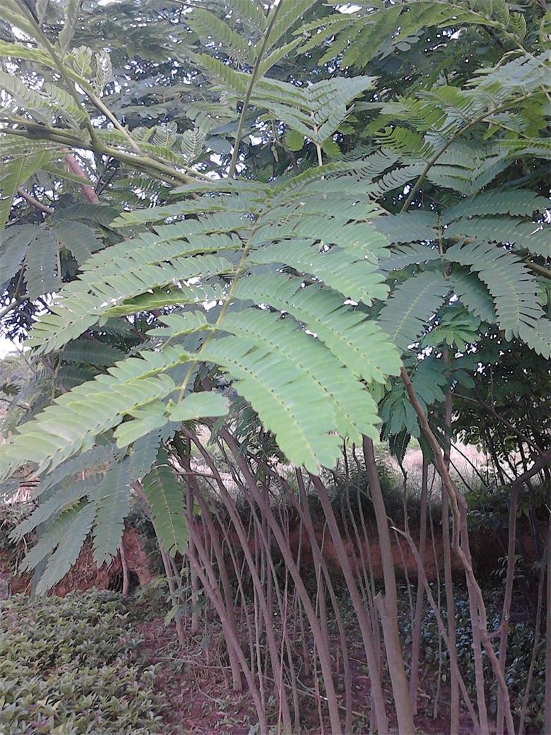 绿化苗木合欢树苗湖北合欢苗夜合树马缨花绒花树鸟绒树价格