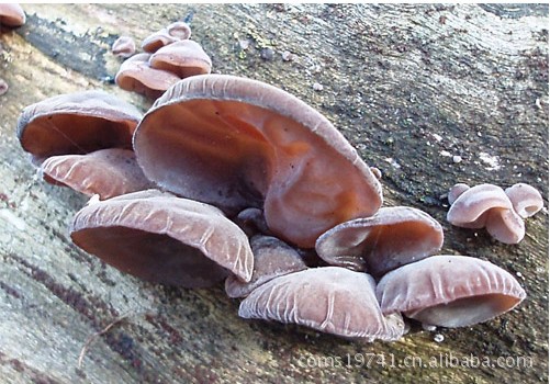 东北黑木耳与南方毛耳,您区分得开吗yc