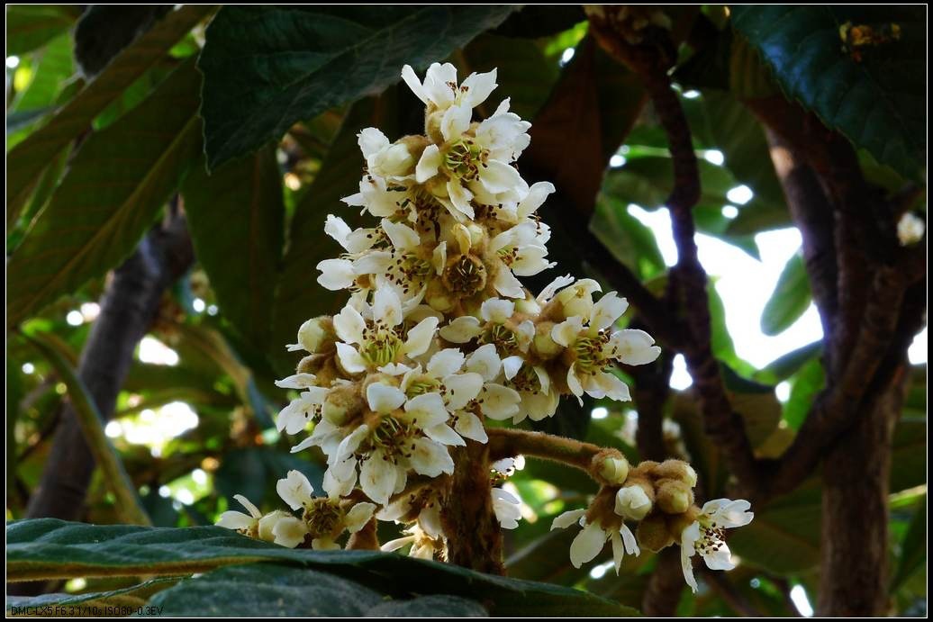 宏锦枇杷花茶 枇杷花 琵琶花茶 云霄农家特产批发