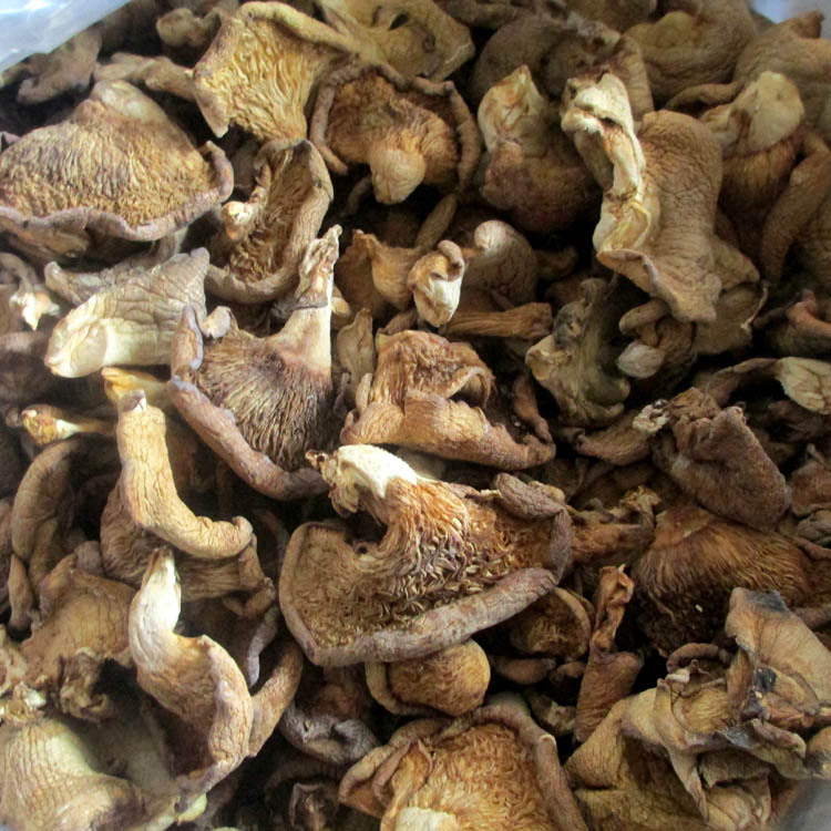 小额批发 东北特产 优质 人工大朵 冬蘑 产地直供 量大从优