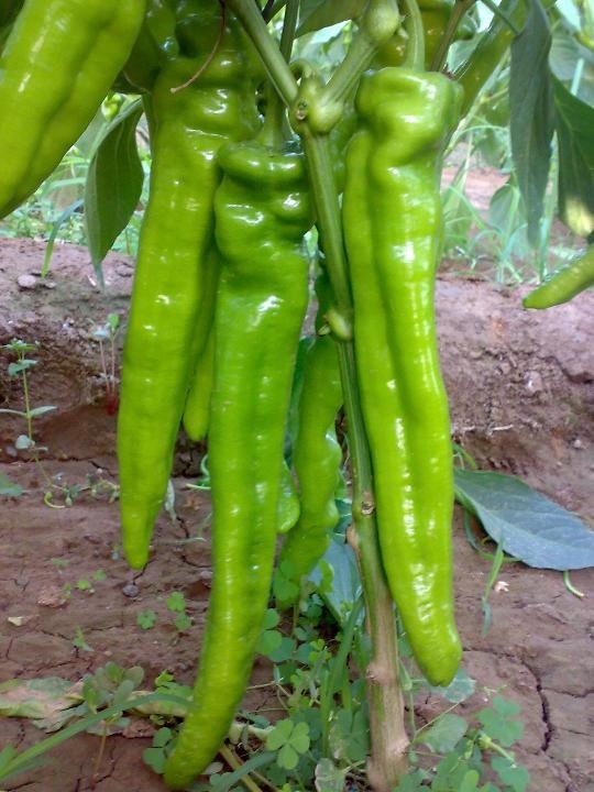 蔬菜种子 亮剑辣椒种子 大果青黄皮尖椒 青椒 味辣 中早熟 10g/包