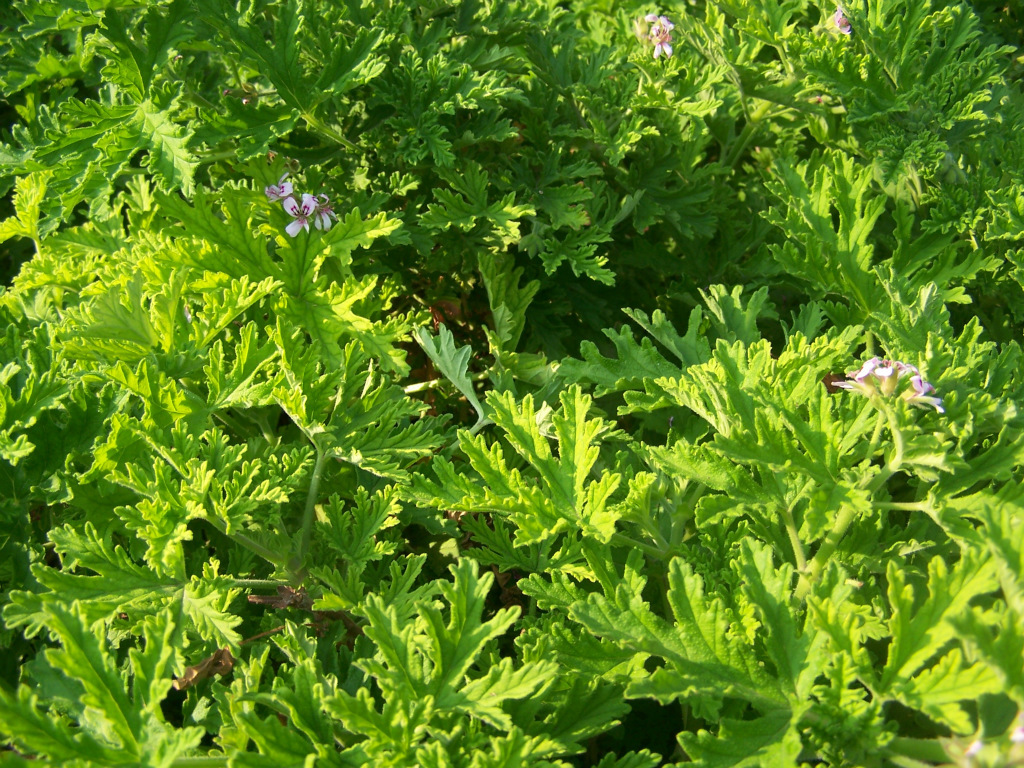 玫瑰香叶天竺葵鲜叶批发 10公斤起