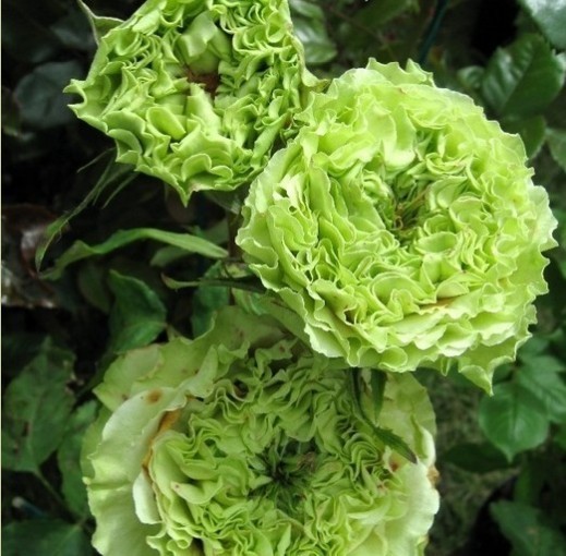 花露珍花吉利花鹤玲花迪斯花宝珠红霞红彩云黑色蕾丝荷花仙子荷尔何郎