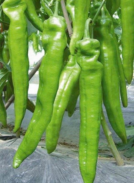 蔬菜种子 亮剑辣椒种子 大果青黄皮尖椒 青椒 味辣 中早熟 10g/包