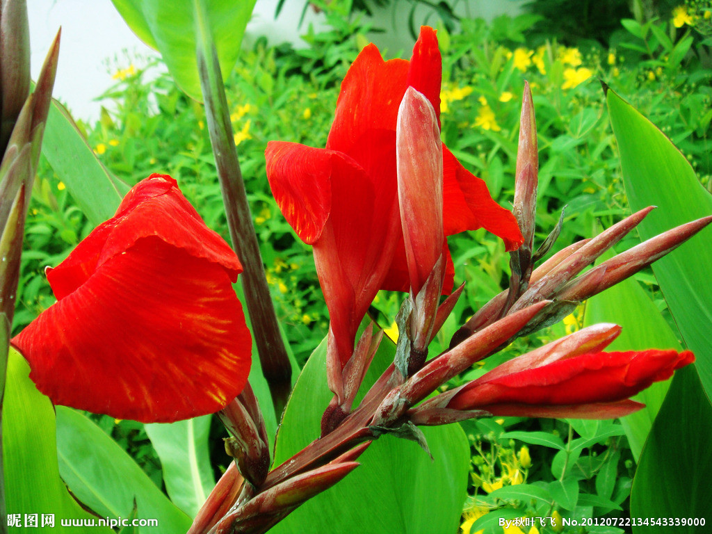 森冉生物网络热销芭蕉花提取物 散瘀止血