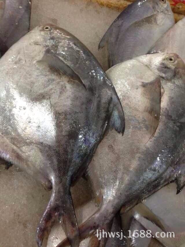 厂家直销鲜活海鲜大鲳鱼淡水鲳鱼水花鱼宝宝辅食dha补脑