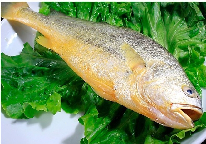 清仓处理价 东海大黄鱼 黄花鱼 500-700g /条 进口冷冻海鲜