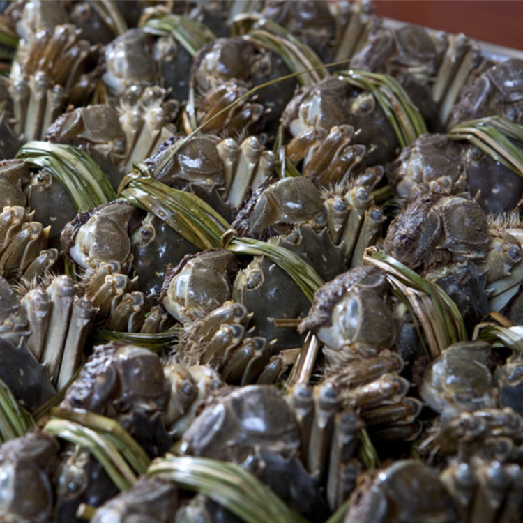 沈氏水产 供应兴化大闸蟹 苏州蟹 阳澄湖大闸蟹 欲购从.