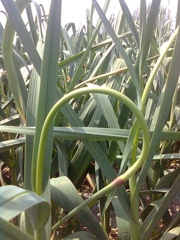 低价供应金乡保险蒜薹