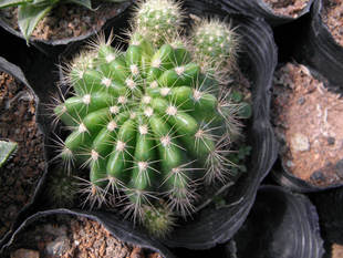 仙人掌及多浆植物-玻璃球(b021)-仙人掌及多浆植物尽在阿里巴巴-泉州