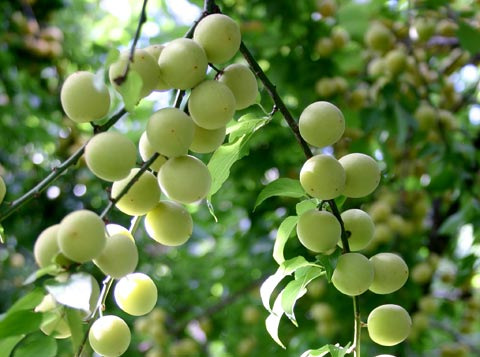 爱美琪清脆青竹梅 休闲凉果 脆青梅 青梅果 话梅系列