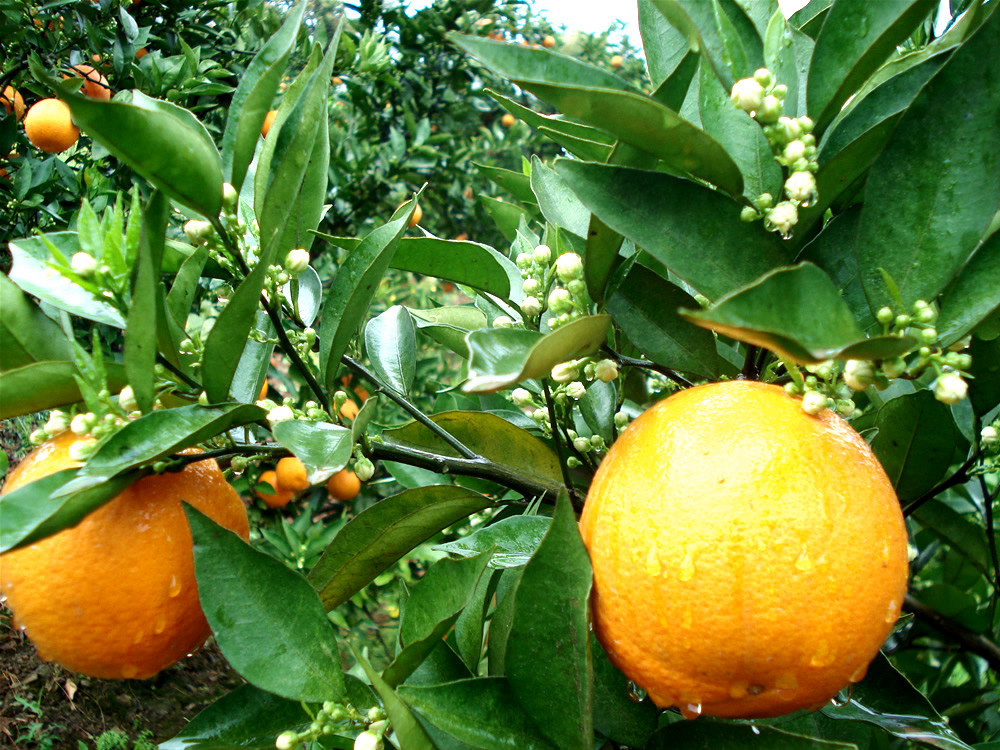 湖南果苗橙子树苗 反季节水果--夏橙 新品种批发价格图片_7