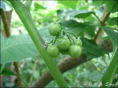 農家現摘特級新鮮野茄子均勻特色野菜全國批