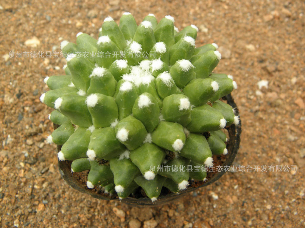 短刺白龙王仙人球多肉植物小盆栽