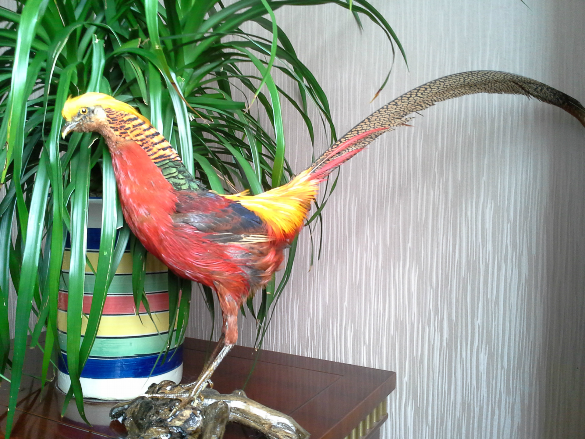 供应山东青岛,红腹锦鸡标本