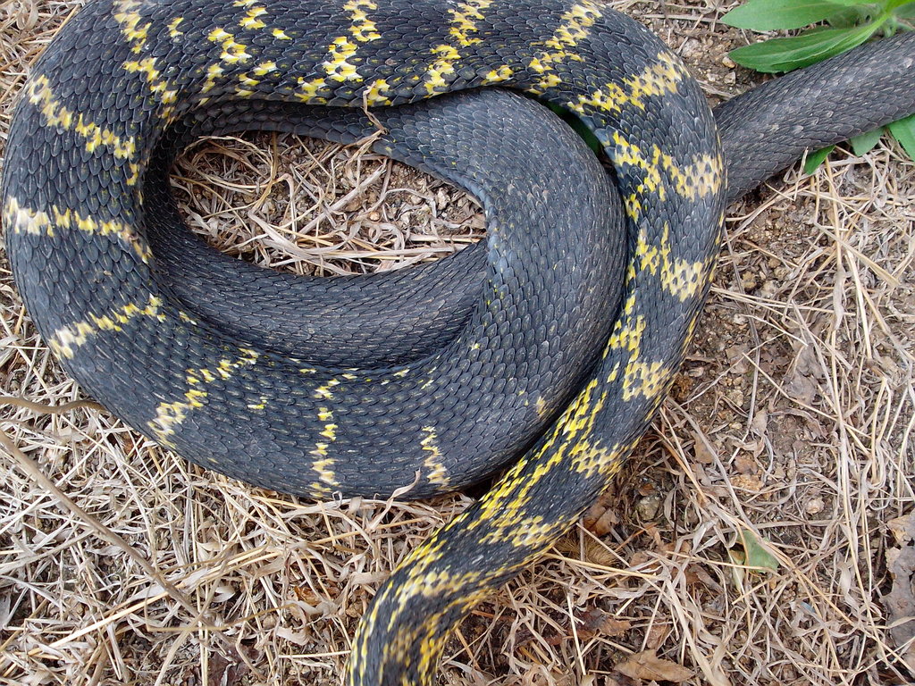 供应水赤炼,火赤炼,小三线,小虎斑等宠物店专用蛇,35元/斤.