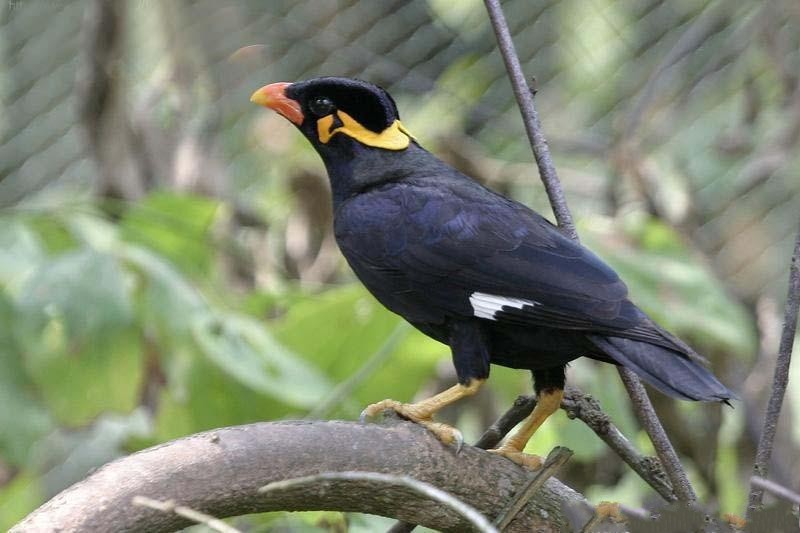 養殖場直銷 寵物鳥 說話鳥 活體寵物 鷯哥幼鳥_其他