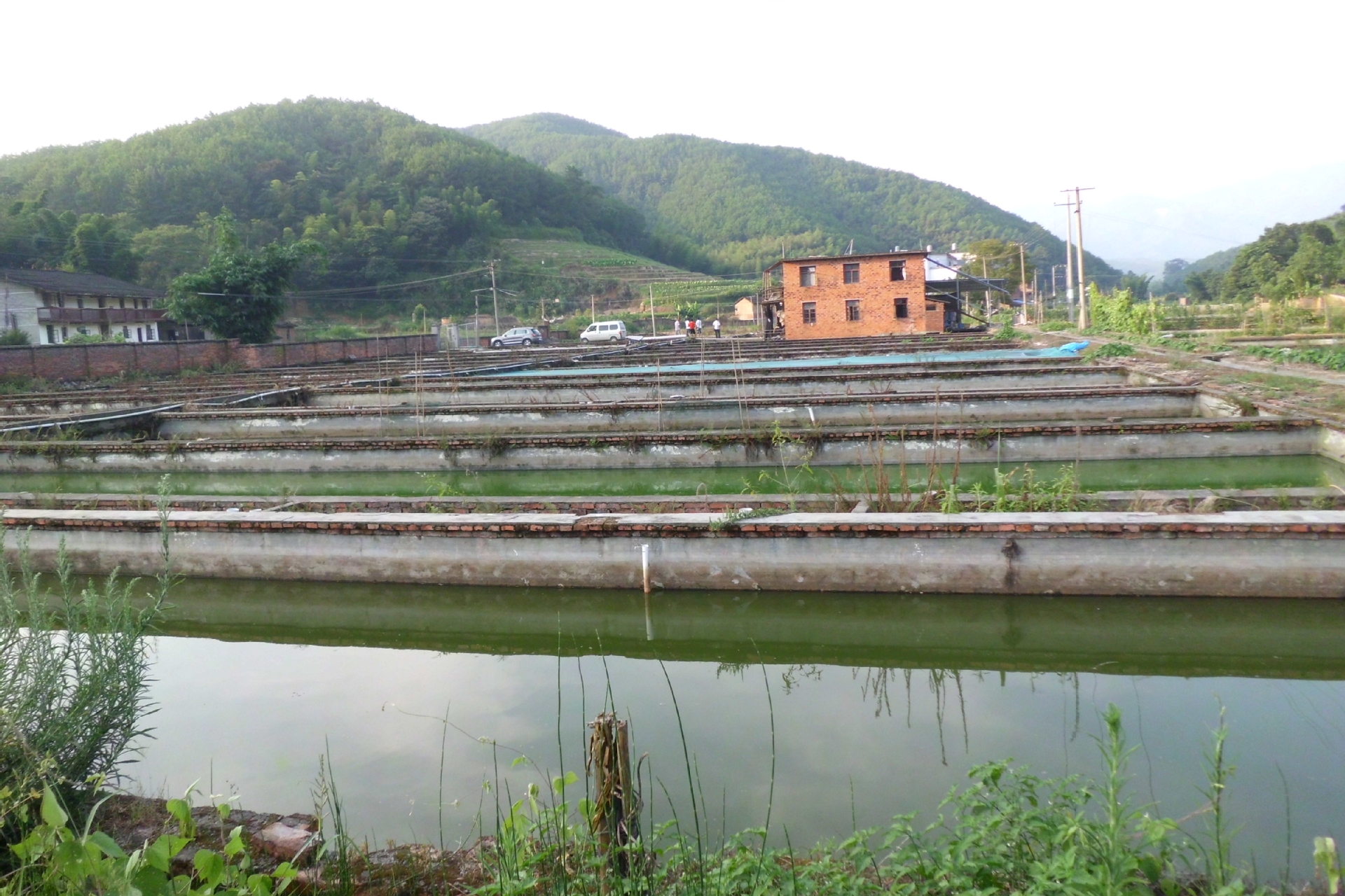 大量出售泥鳅苗,免费招收培训养殖水产技术学员